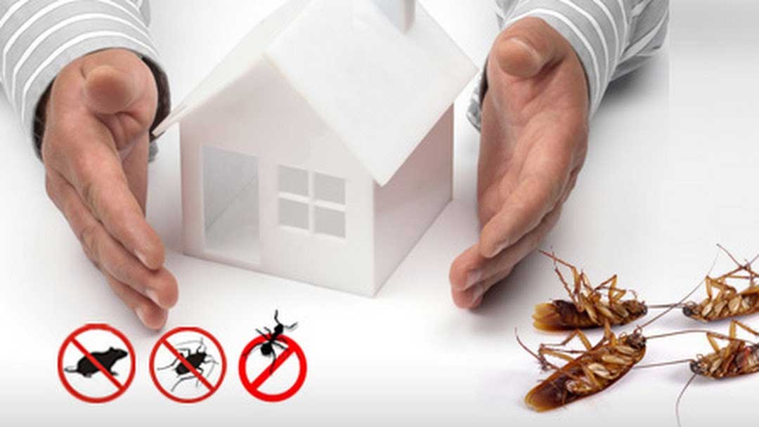 pest-control at home